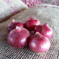 10kg 20kg mesh bag wholesale onions fresh sale to Dubai